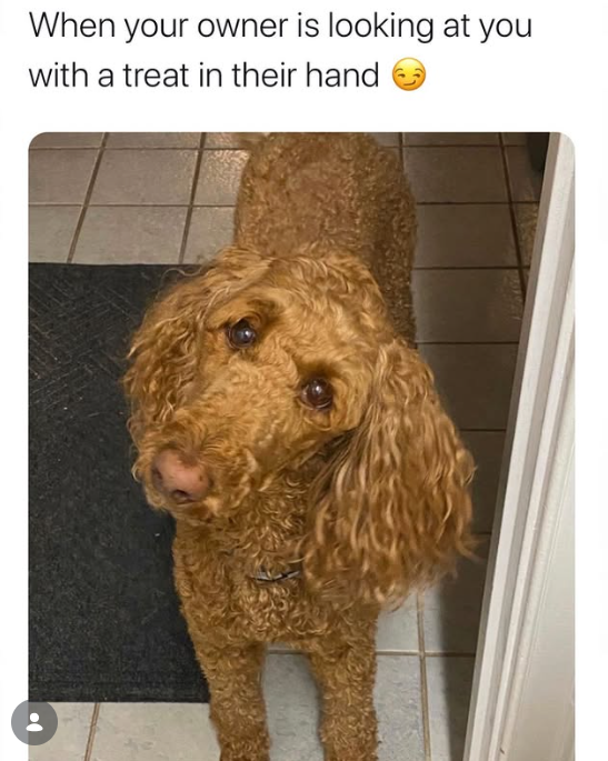 When your owner is looking at you with a treat in their hand