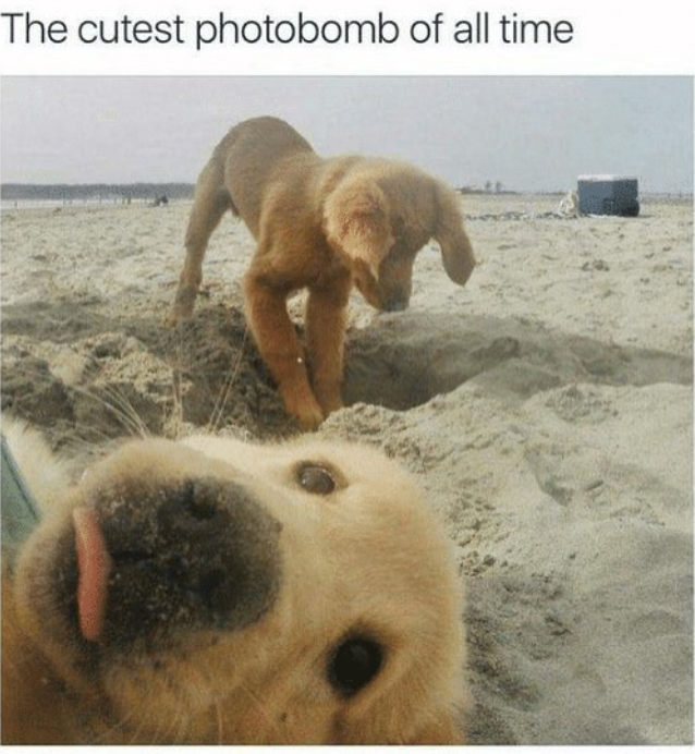 The cutest photobomb of all time