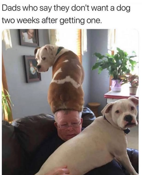 Dads who say they don't want a dog two weeks after getting one.