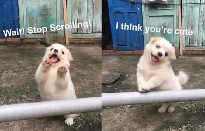 Wait! Stop Scrolling! I think you're cute