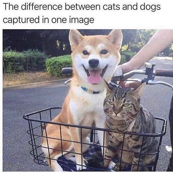 The difference between cats and dogs captured in one image