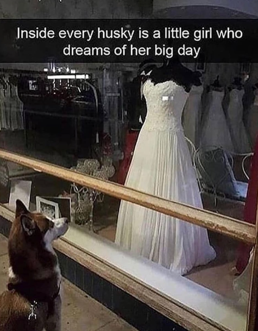 Inside every husky is a little girl who dreams of her big day
