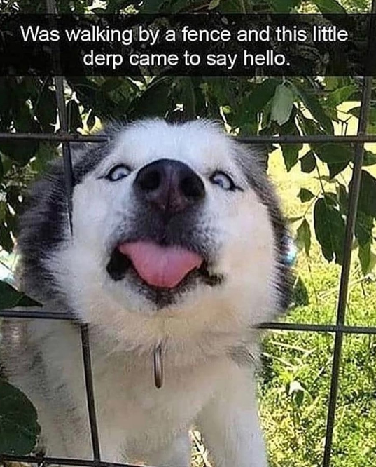 Was walking by a fence and this little derp came to say hello.