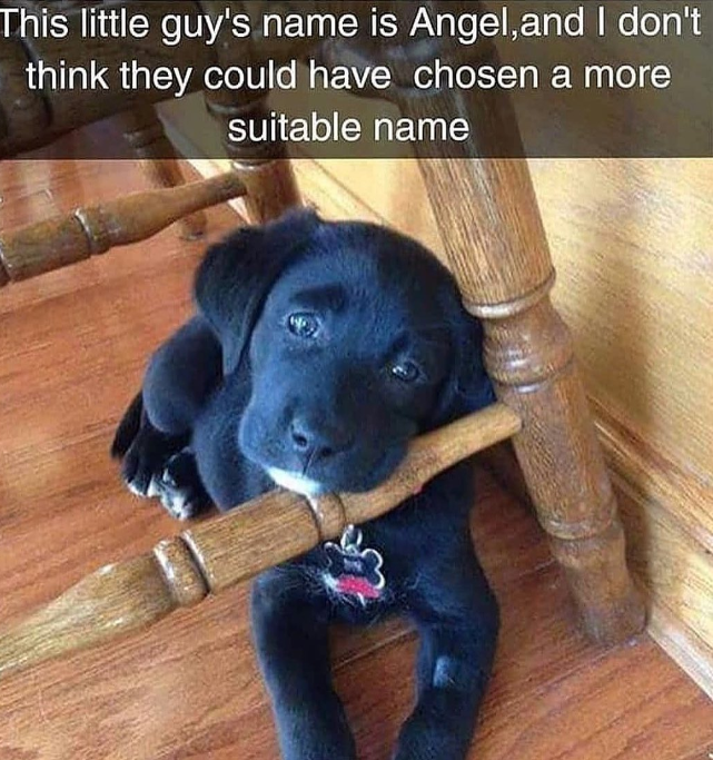 This little guy's name is Angel, and I don't think they could have chosen a more suitable name