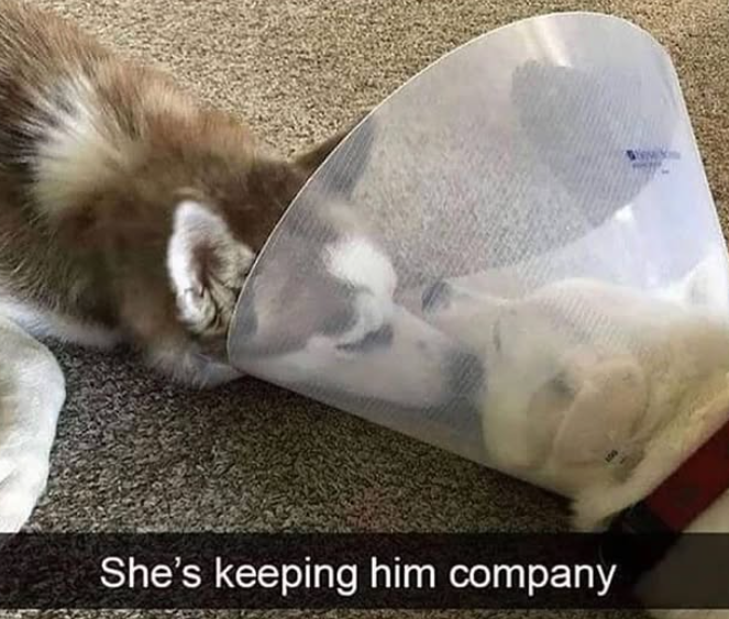 She's keeping him company