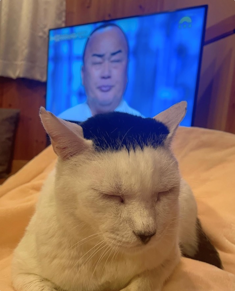 Cheezburger Image 10619623936