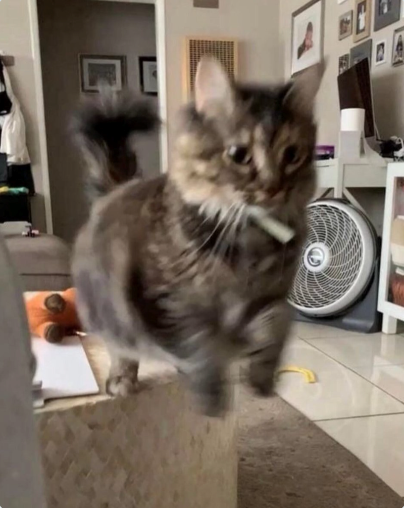 Cheezburger Image 10619625216