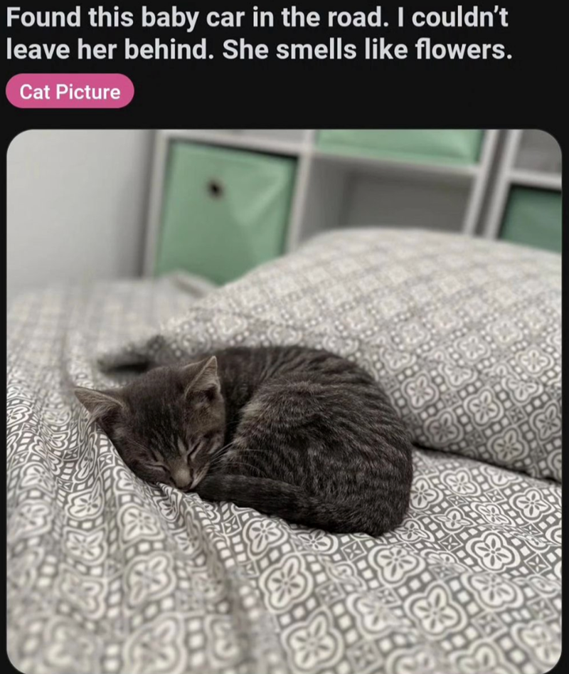 83 03 Found this baby car in the road. I couldn't leave her behind. She smells like flowers. Cat Picture