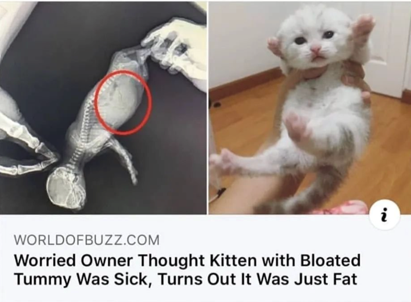 WORLDOFBUZZ.COM Worried Owner Thought Kitten with Bloated Tummy Was Sick, Turns Out It Was Just Fat 22 i