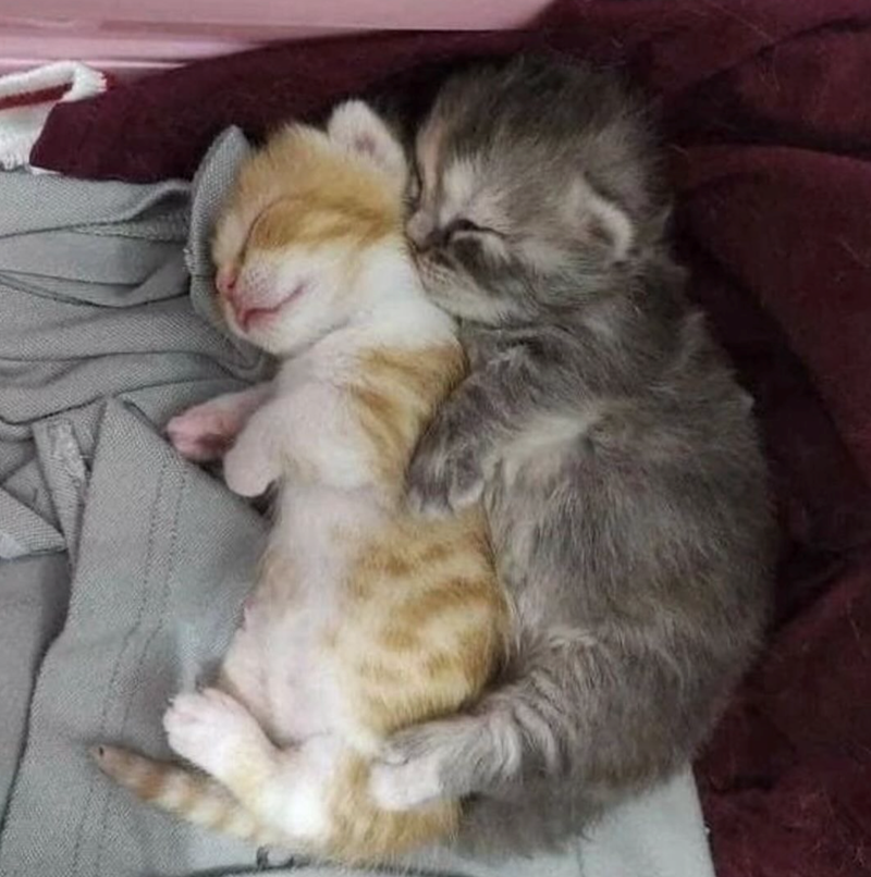 Cheezburger Image 10619627008