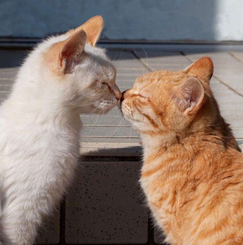 Cheezburger Image 10619627264