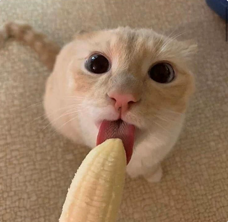 Cheezburger Image 10619627776