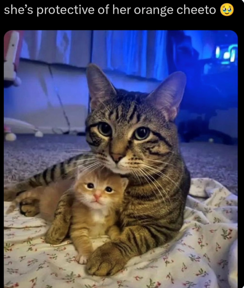 she's protective of her orange cheeto