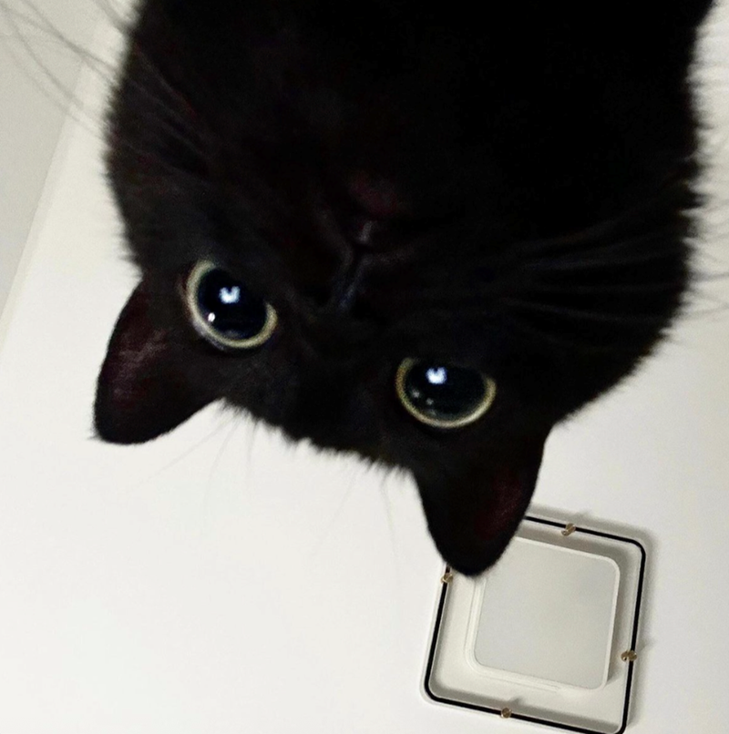 Cheezburger Image 10619629312