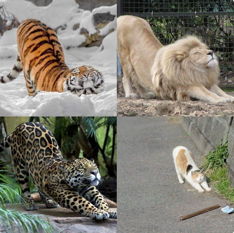 Cheezburger Image 10619629824