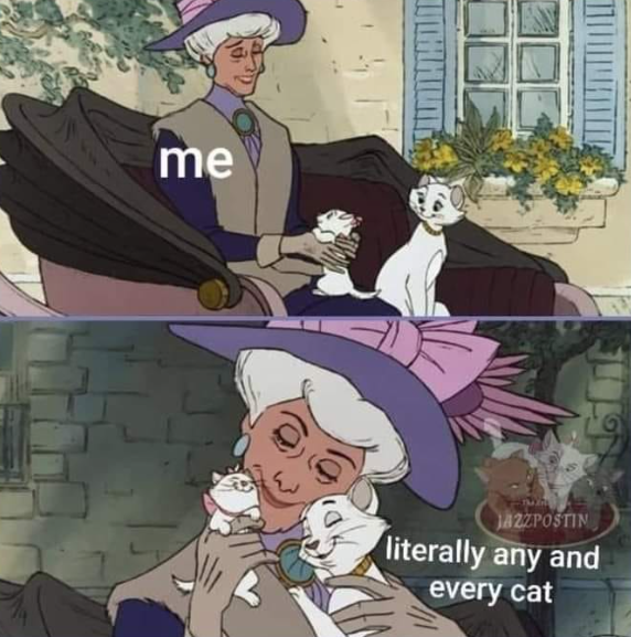 me JAZZPOSTIN literally any and every cat