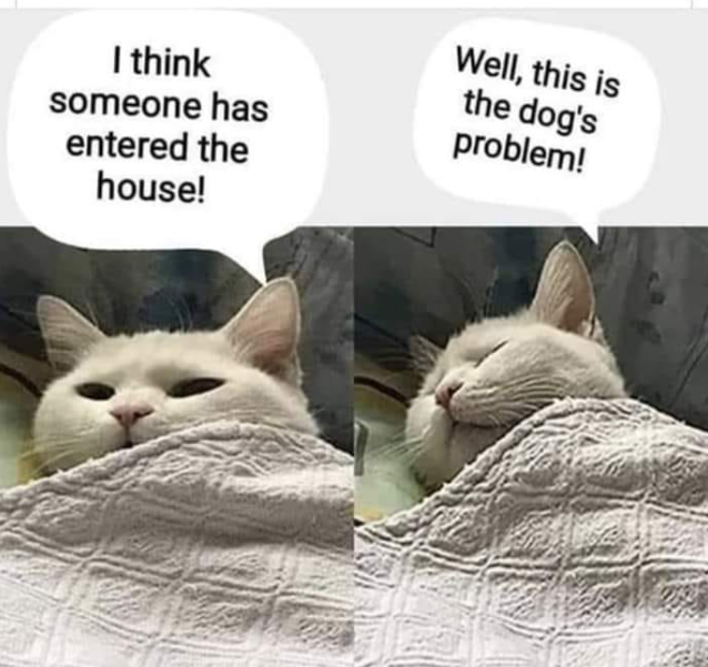 I think someone has entered the house! Well, this is the dog's problem!