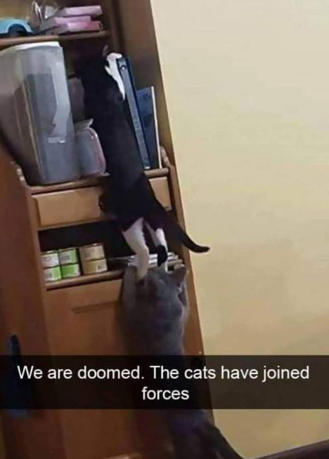 We are doomed. The cats have joined forces