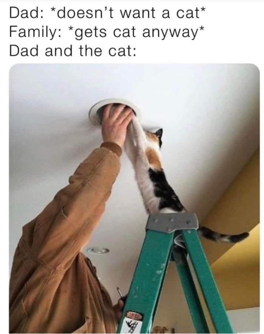 Dad: *doesn't want a cat* Family: *gets cat anyway* Dad and the cat: