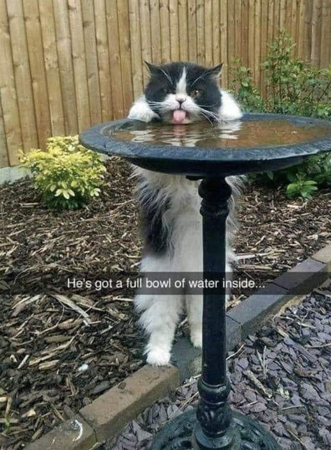 He's got a full bowl of water inside...