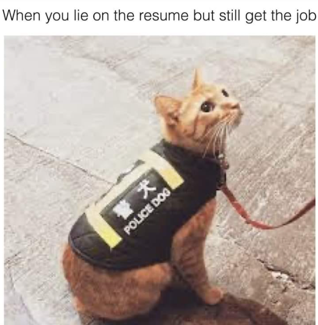 When you lie on the resume but still get the job 警犬 POLICE DOG