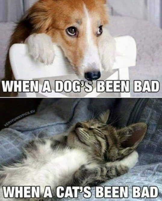 WHEN A DOG'S BEEN BAD VERYFUNNYPICS.EU WHEN A CAT'S BEEN BAD