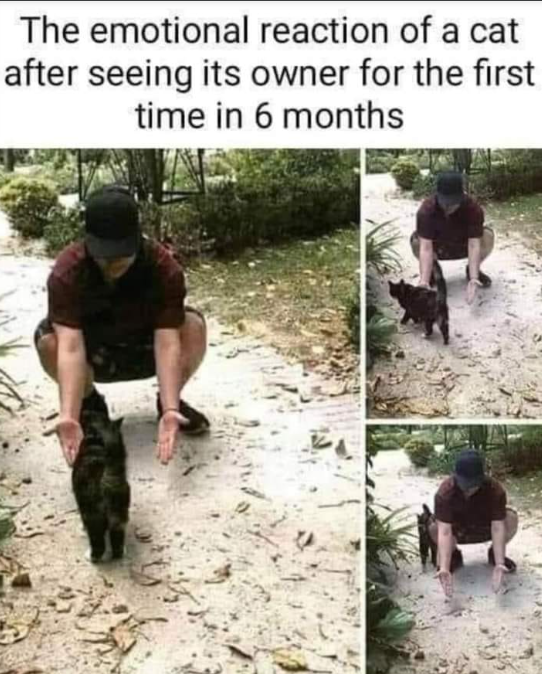 The emotional reaction of a cat after seeing its owner for the first time in 6 months
