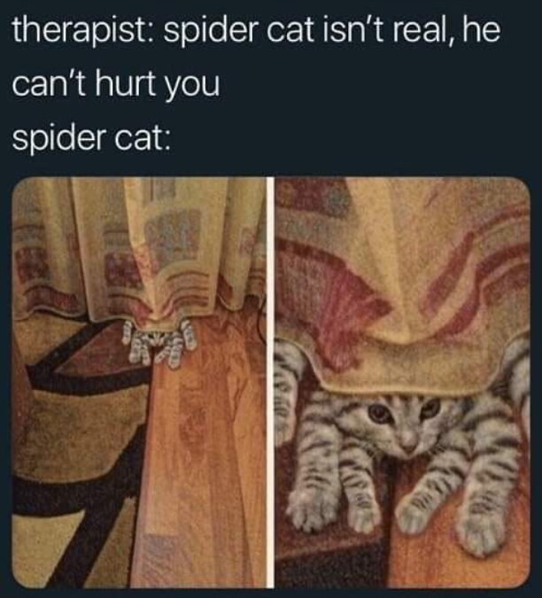 therapist: spider cat isn't real, he can't hurt you spider cat: