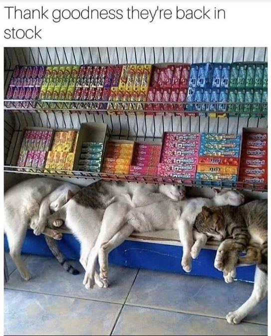 Thank goodness they're back in stock Vognen www.an