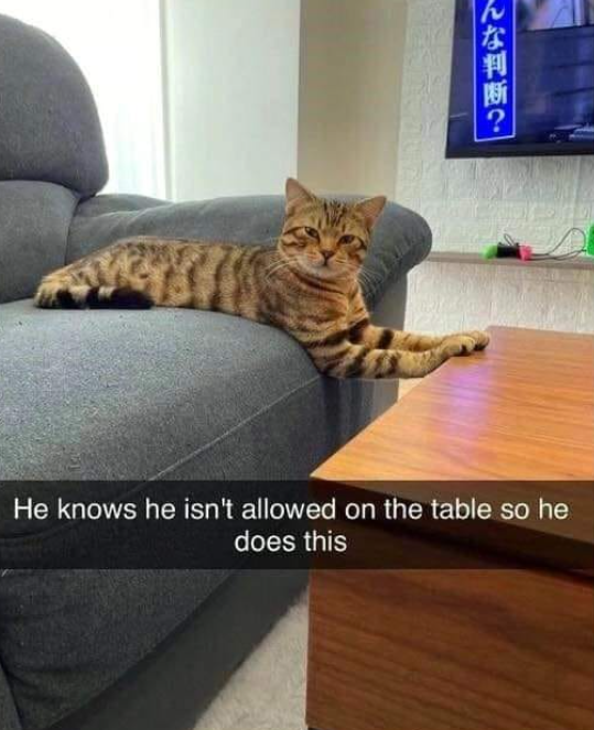 んな判断? He knows he isn't allowed on the table so he does this
