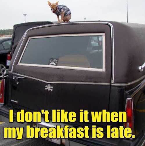 Cheezburger Image 10619639552