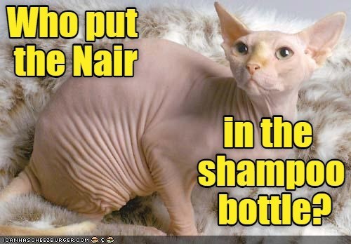 Cheezburger Image 10619640576