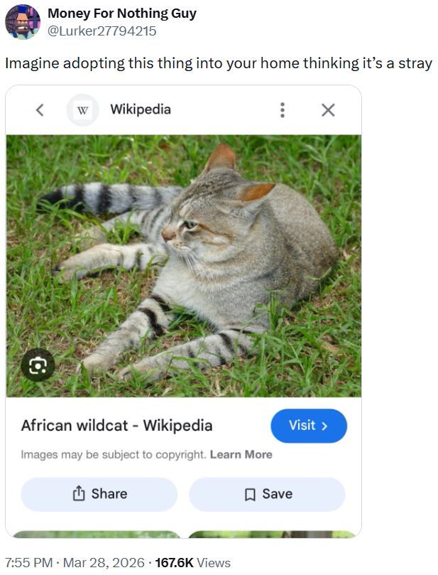 Money For Nothing Guy @Lurker27794215 Imagine adopting this thing into your home thinking it's a stray G W Wikipedia : ☑ African wildcat - Wikipedia Images may be subject to copyright. Learn More Share 7:55 PM · Mar 28, 2026 167.6K Views Visit > ☐ Save