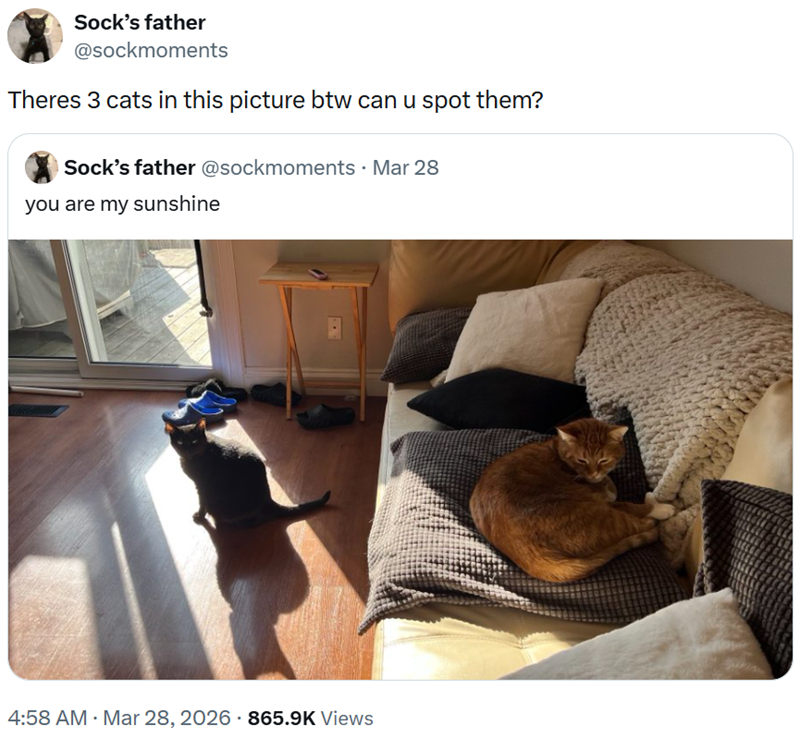Sock's father @sockmoments Theres 3 cats in this picture btw can u spot them? Sock's father @sockmoments - Mar 28 you are my sunshine 4:58 AM · Mar 28, 2026 - 865.9K Views