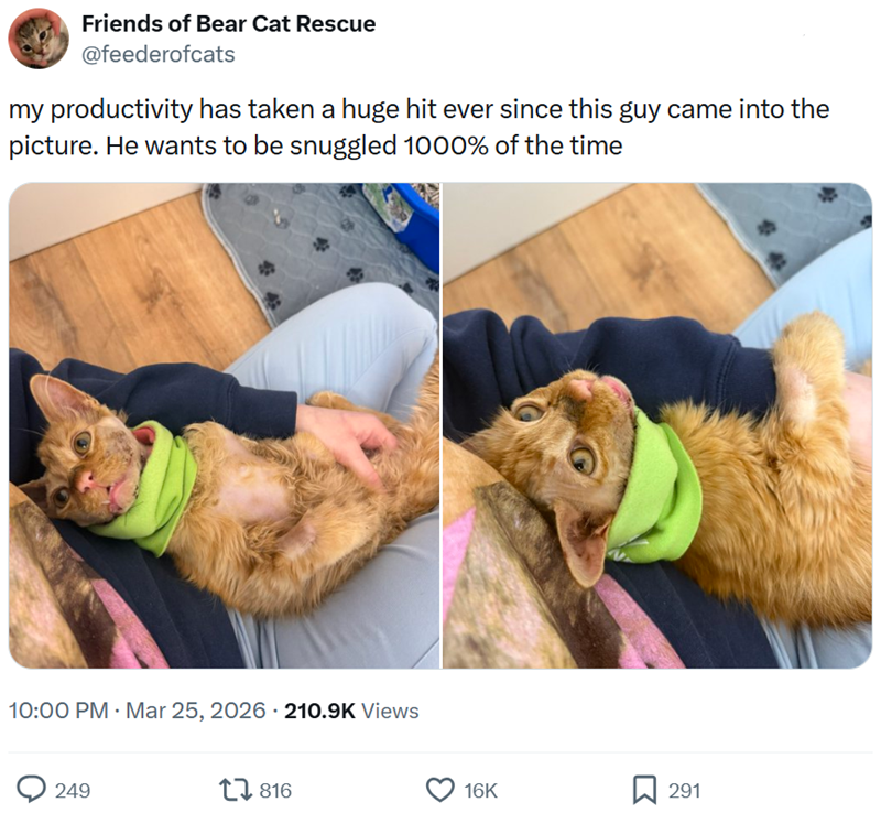 Friends of Bear Cat Rescue @feederofcats my productivity has taken a huge hit ever since this guy came into the picture. He wants to be snuggled 1000% of the time 10:00 PM · Mar 25, 2026 210.9K Views 249 1816 16K 291