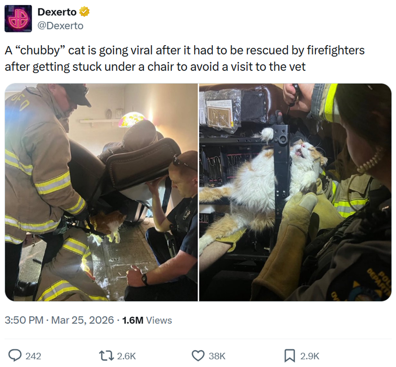 Dexerto @Dexerto A "chubby" cat is going viral after it had to be rescued by firefighters after getting stuck under a chair to avoid a visit to the vet 3:50 PM · Mar 25, 2026 1.6M Views 242 2.6K 38K ☐ 2.9K DEPART POL