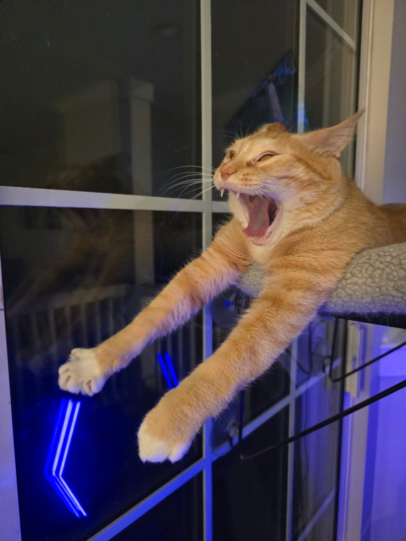 Cheezburger Image 10619650816