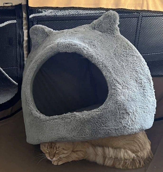 Cheezburger Image 10619651072