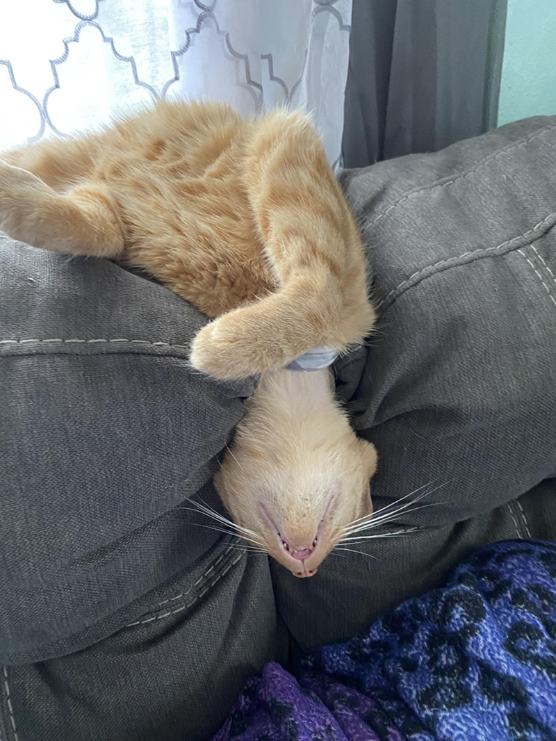 Cheezburger Image 10619651328