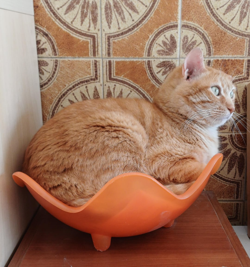 Cheezburger Image 10619651584