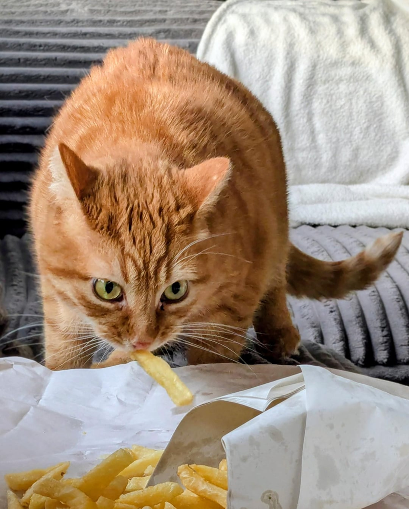 Cheezburger Image 10619651840