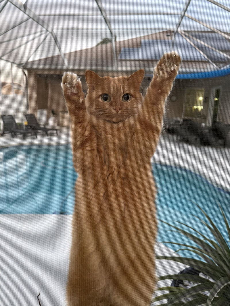 Cheezburger Image 10619652352