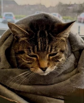 Cheezburger Image 10619652864