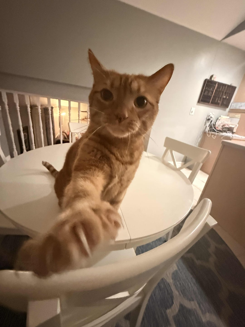 Cheezburger Image 10619653376