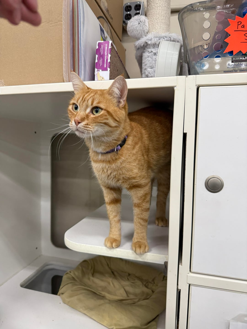 Pa KIRKLA flushable u Feel Clean & FRAGRANCE-FREE DERMATO