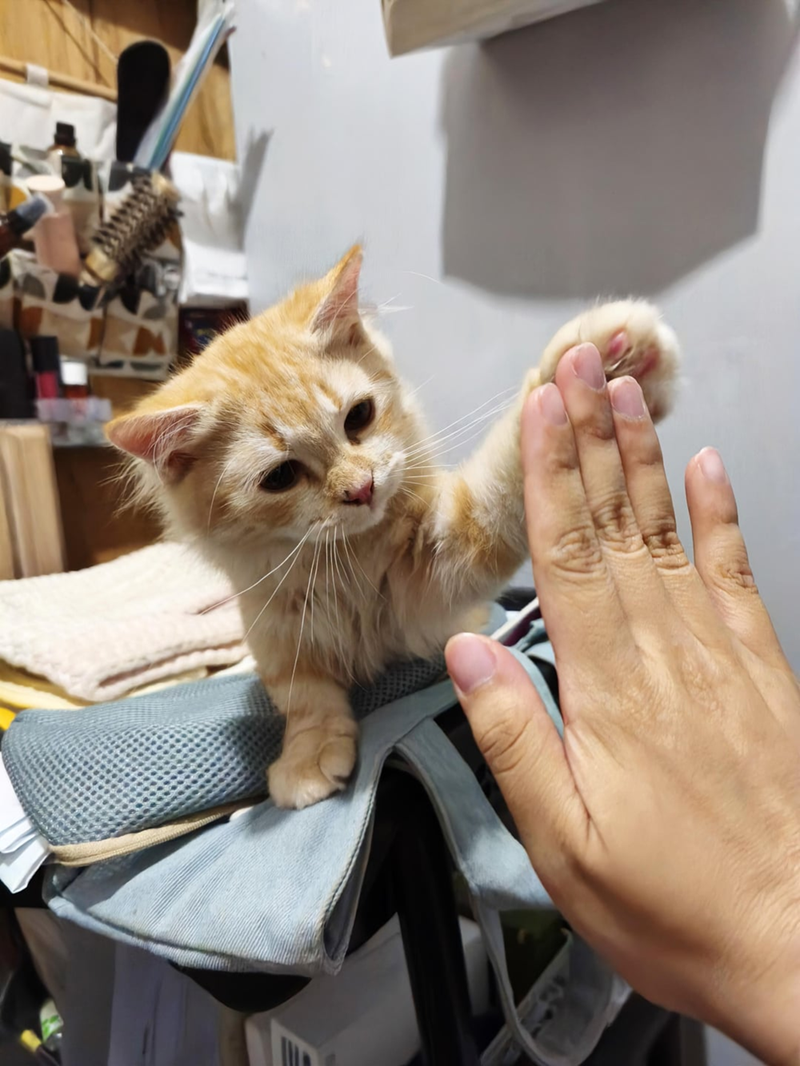 Cheezburger Image 10619657472