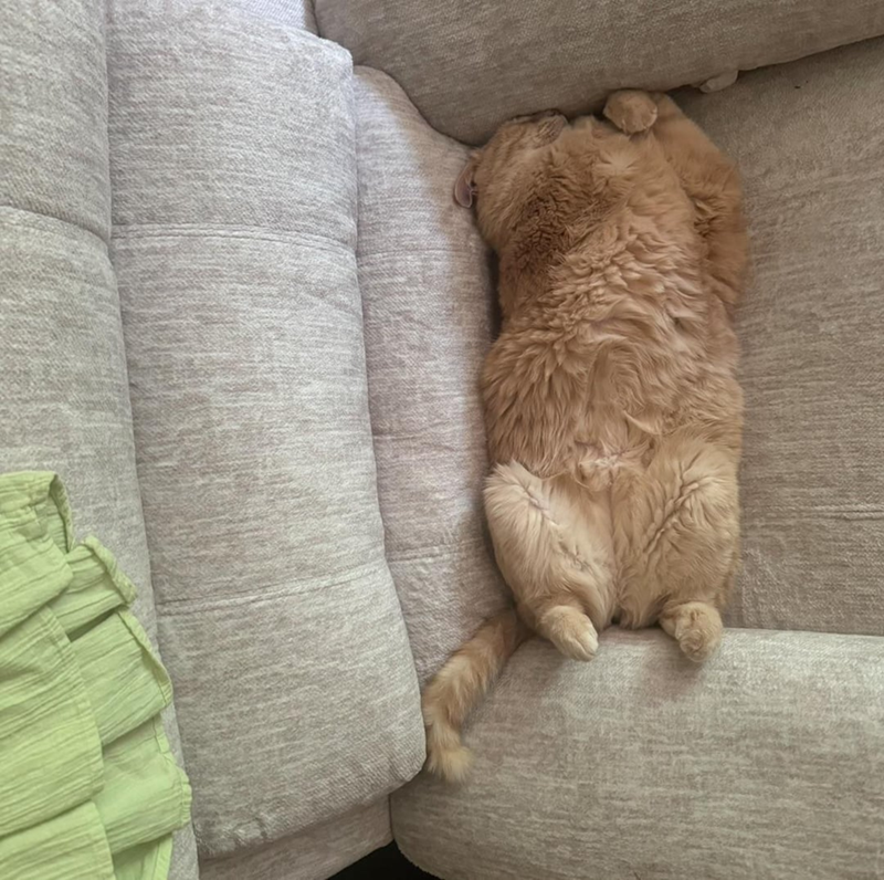 Cheezburger Image 10619657984