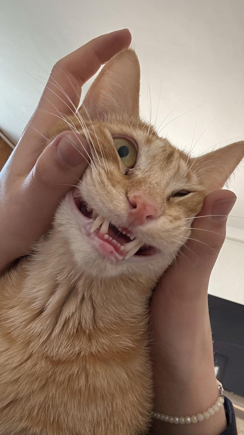 Cheezburger Image 10619658496