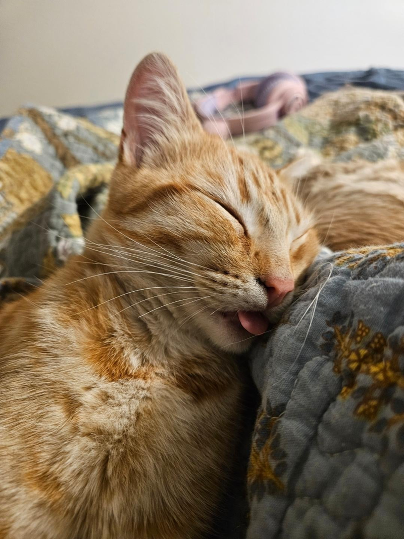 Cheezburger Image 10619659008