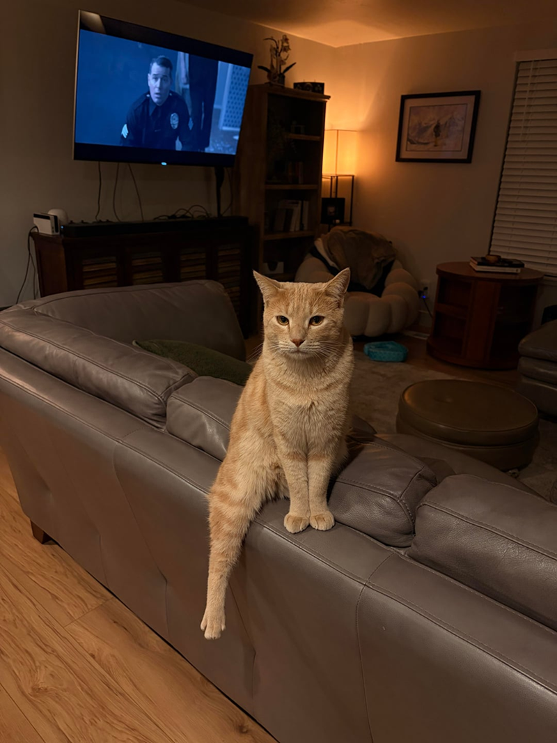 Cheezburger Image 10619659264